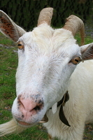 Zvědavá koza - klikněte pro zvětšení