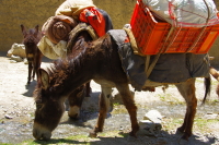 Ladak - pomocníci na treku