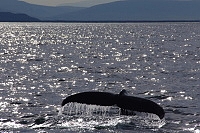 Velryba u Husavíku