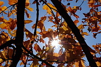 Slunce mezi listy