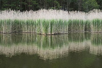 Zrcadlen