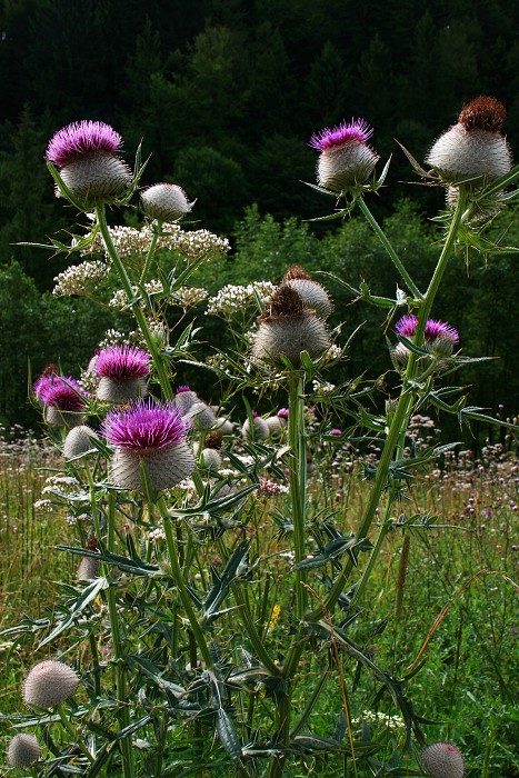 Klikni pro zm�n�en�